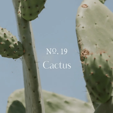 加購【韓國 HETRAS】飯店療癒沐浴乳單瓶- #19仙人掌