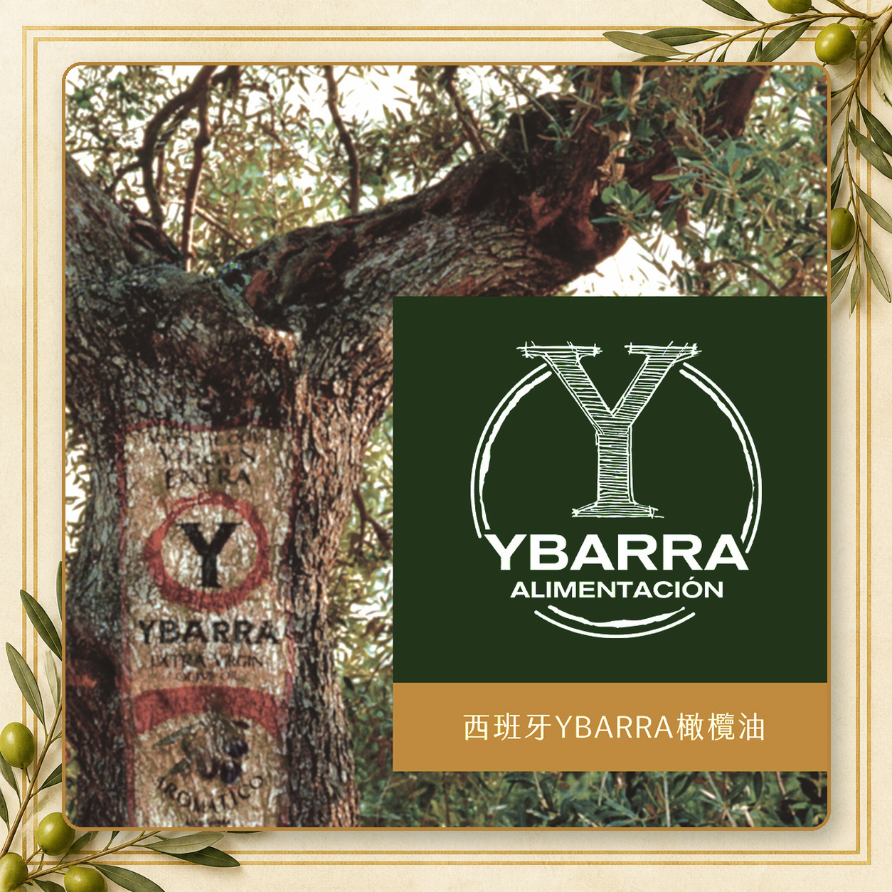 YBARRA益百萊西班牙橄欖油品牌橄欖樹與品牌標誌主視覺